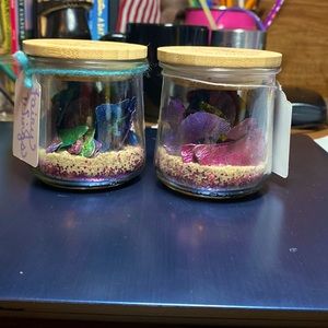 Fairy wings in a jar